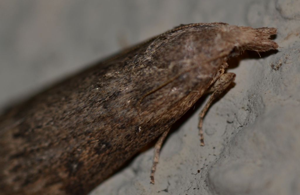 Lepidottero da identificare (128)